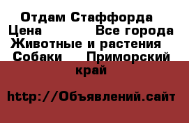 Отдам Стаффорда › Цена ­ 2 000 - Все города Животные и растения » Собаки   . Приморский край